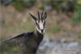 <p>KAMZÍK HORSKÝ (Rupicapra rupicapra) Lužické hory, Studenec ---- /Chamois - Gämse/</p>